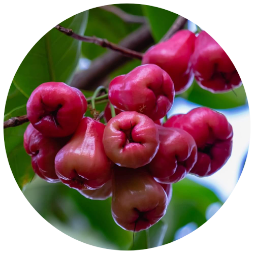 Jambu (Syzygium Cumini)
