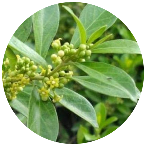 Meshashringi (Gymnema Sylvestre)