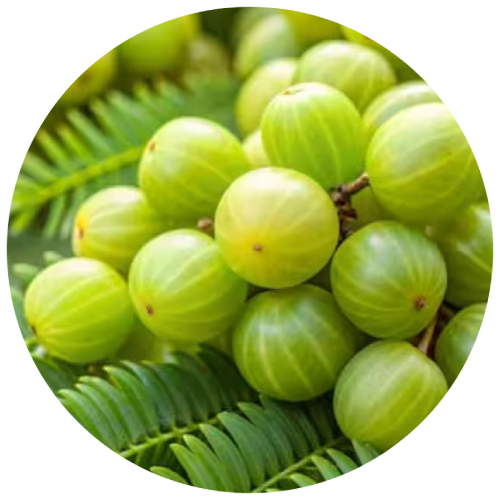 Amla (Emblica officinalis)