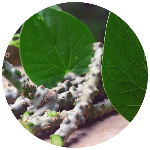 Guduchi (Tinospora Cordifolia) 