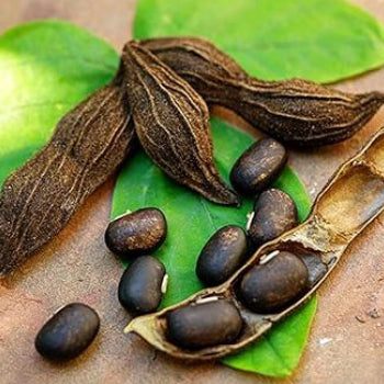 Mucuna Purita (Kapikacchu)