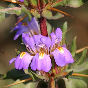 Asteracanthus Longifolia (Kokilaksha)