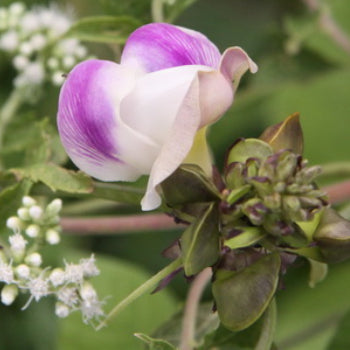 Phaseolus Adenanthus