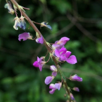 Desmodium Gangeticum